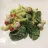 Salada de massa com molho de iogurte e bolinhas de queijo