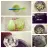 Chayote Puree