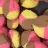 Three-Color Polvorones