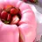 Floating Strawberry Jelly with Cream