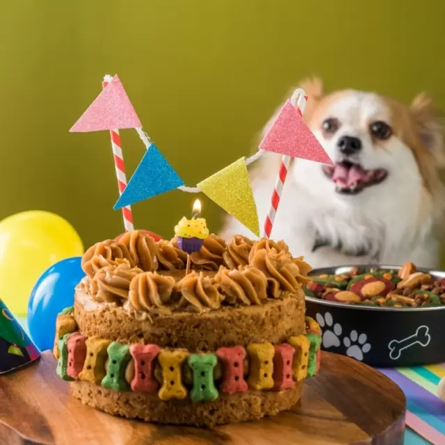Top 76+ imagen receta de pastel para perros