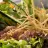 Salada de Atum com Crosta de Amendoim