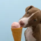 Dog Ice Cream